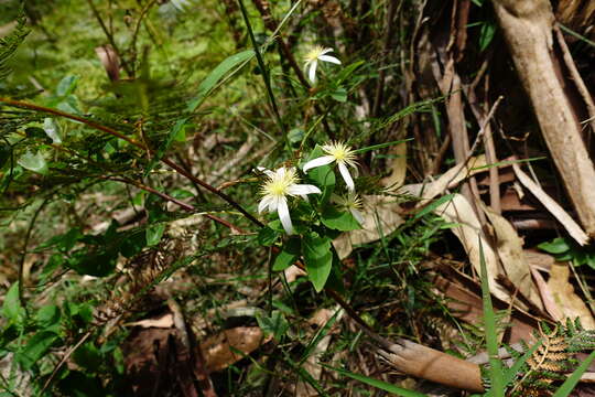 Слика од <i>Clematis aristata</i>