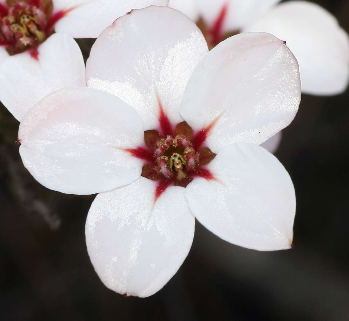 Image of Adenandra villosa subsp. apiculata Strid