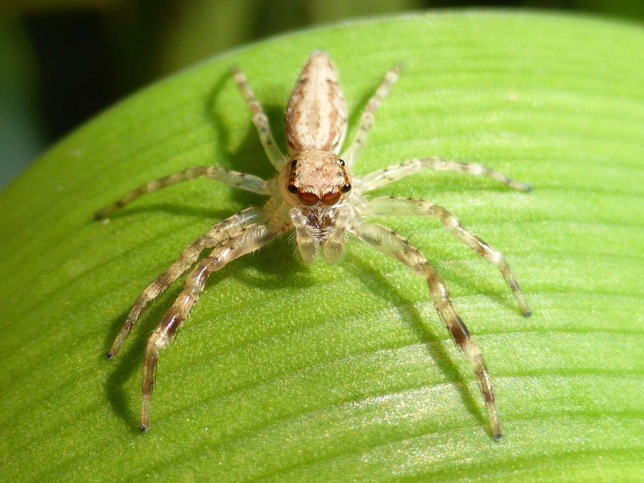 Image of Bronze Hopper