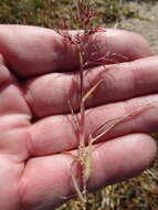 Image of Poa bulbosa f. vivipara (Koeler) Maire