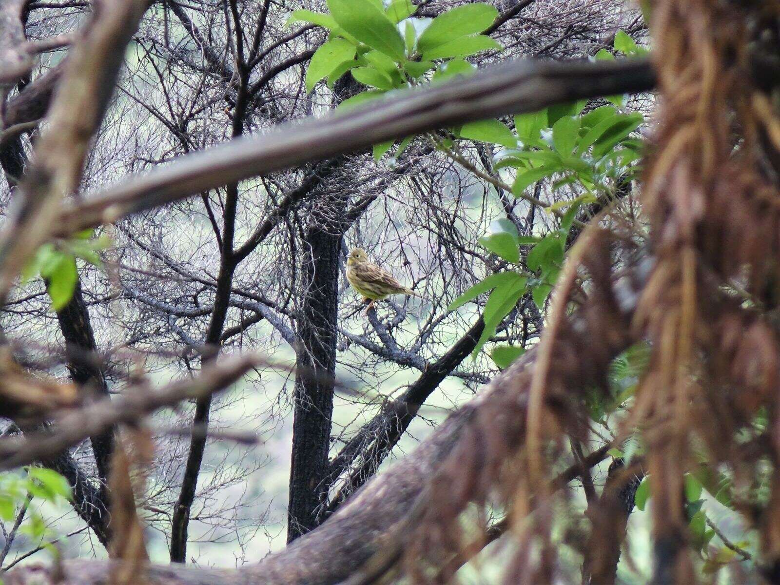 Sivun Emberiza citrinella caliginosa Clancey 1940 kuva