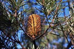 Image of Banksia neoanglica (A. S. George) Stimpson & J. J. Bruhl