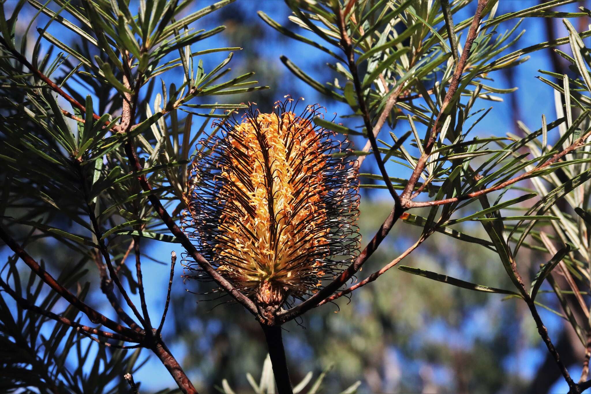 Image of Banksia neoanglica (A. S. George) Stimpson & J. J. Bruhl