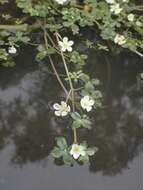 Image of Lobb's Water-Crowfoot