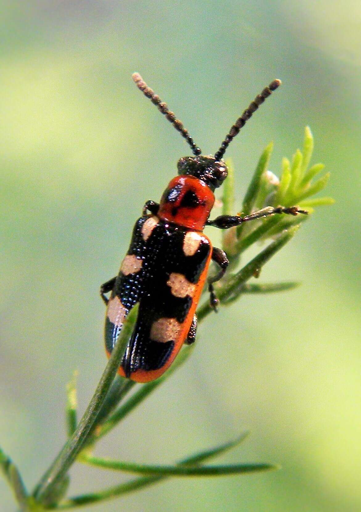 Image of Common asparagus beetle