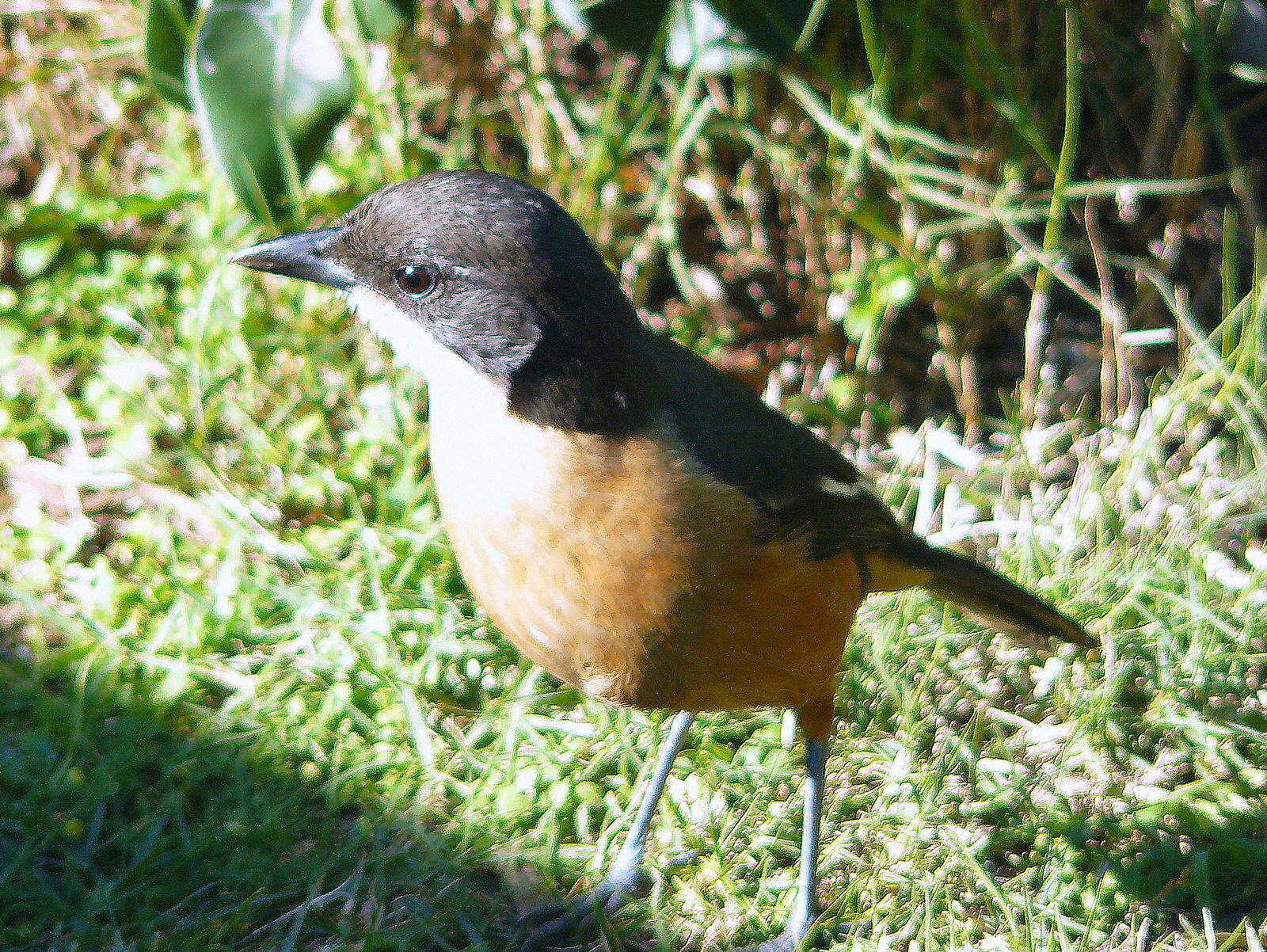 Image de Laniarius ferrugineus ferrugineus (Gmelin & JF 1788)