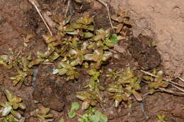 Image of Rotala sahyadrica S. P. Gaikwad, Sardesai & S. R. Yadav