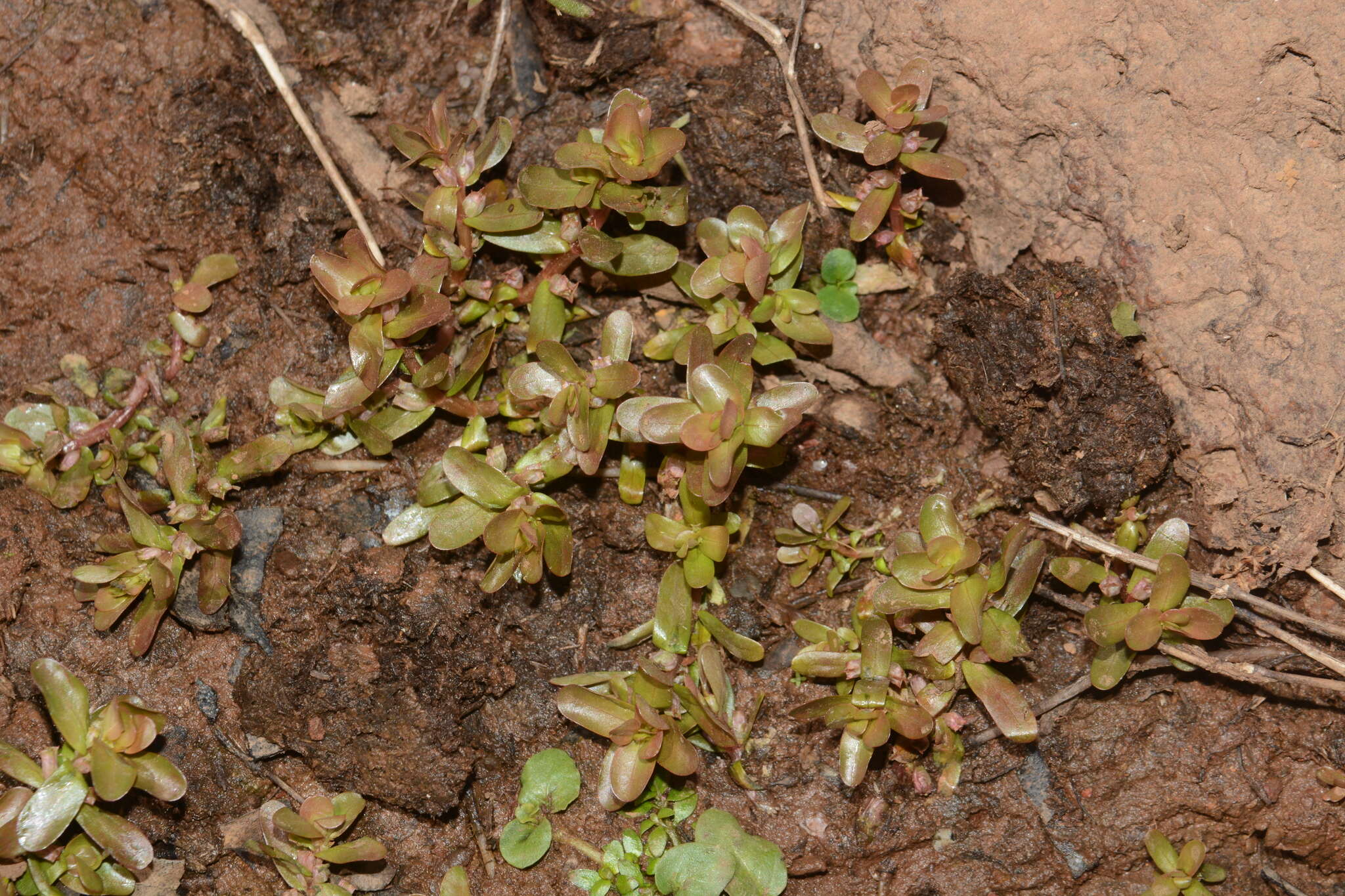 Image of Rotala sahyadrica S. P. Gaikwad, Sardesai & S. R. Yadav