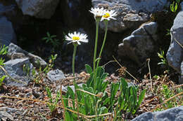 Image de Erigeron garrettii A. Nels.