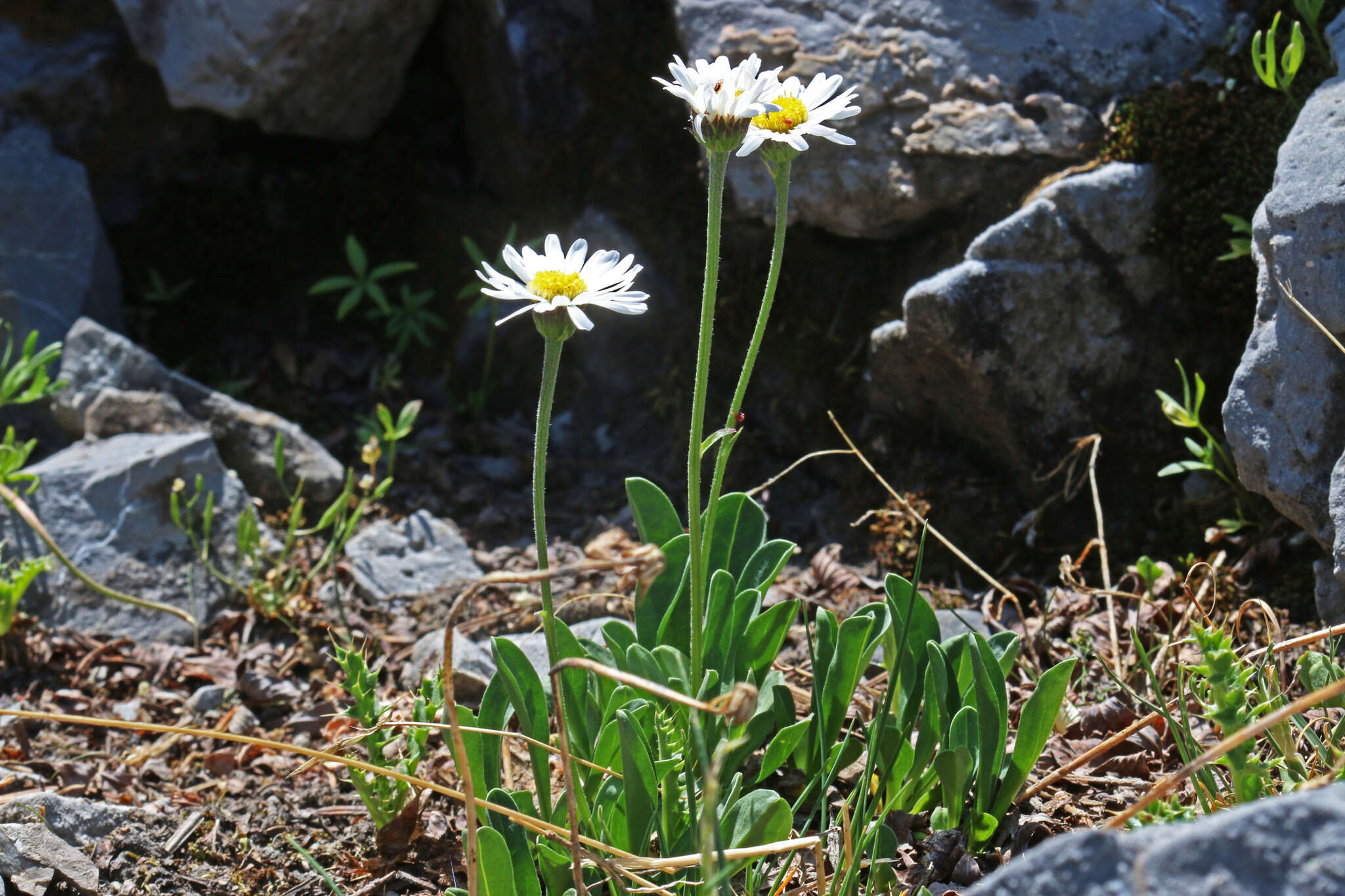 Image de Erigeron garrettii A. Nels.