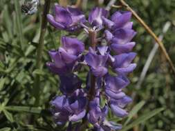 Image de Lupinus caudatus subsp. caudatus