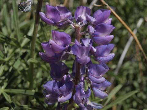 صورة Lupinus caudatus