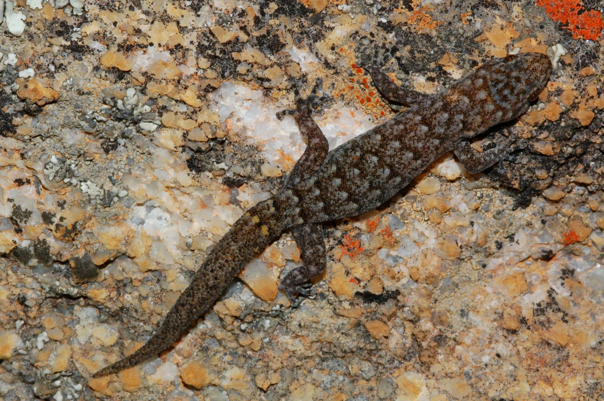 Image of Cederberg Leaf-toed Gecko