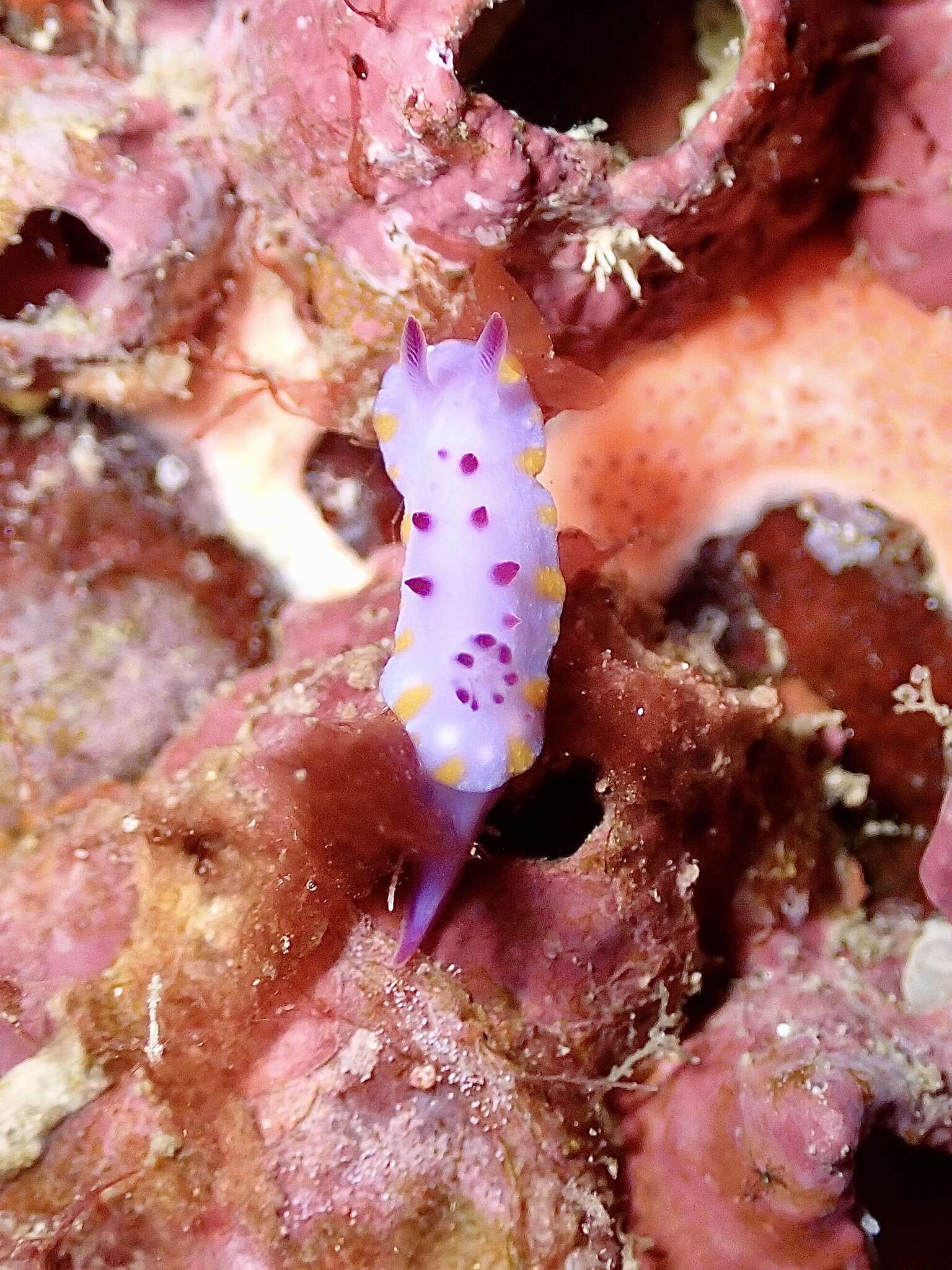 Image of Mexichromis macropus Rudman 1983