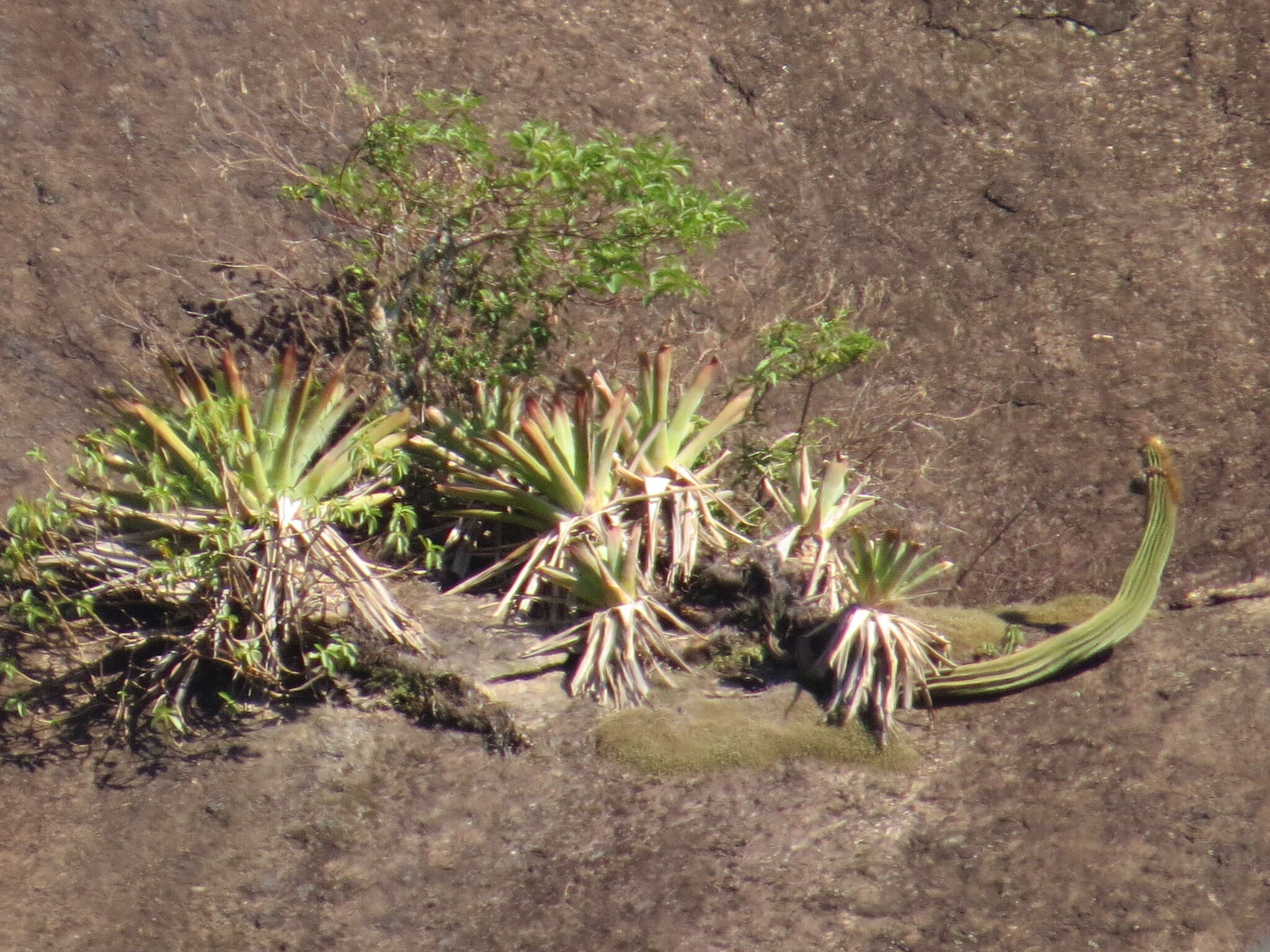 Imagem de Coleocephalocereus fluminensis (Miq.) Backeb.