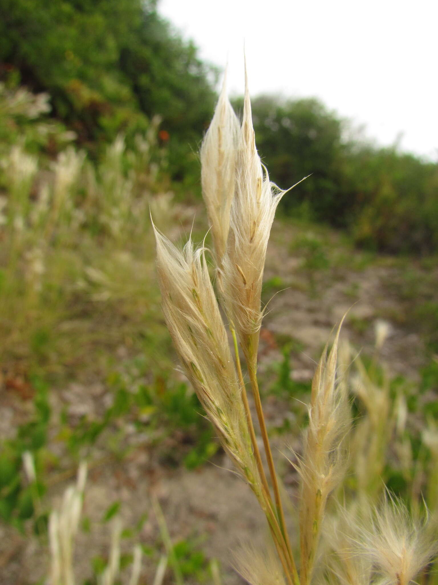 Plancia ëd Andropogon arenarius Hack.