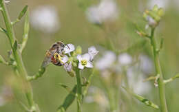 Image of Andrena savignyi Spinola 1838