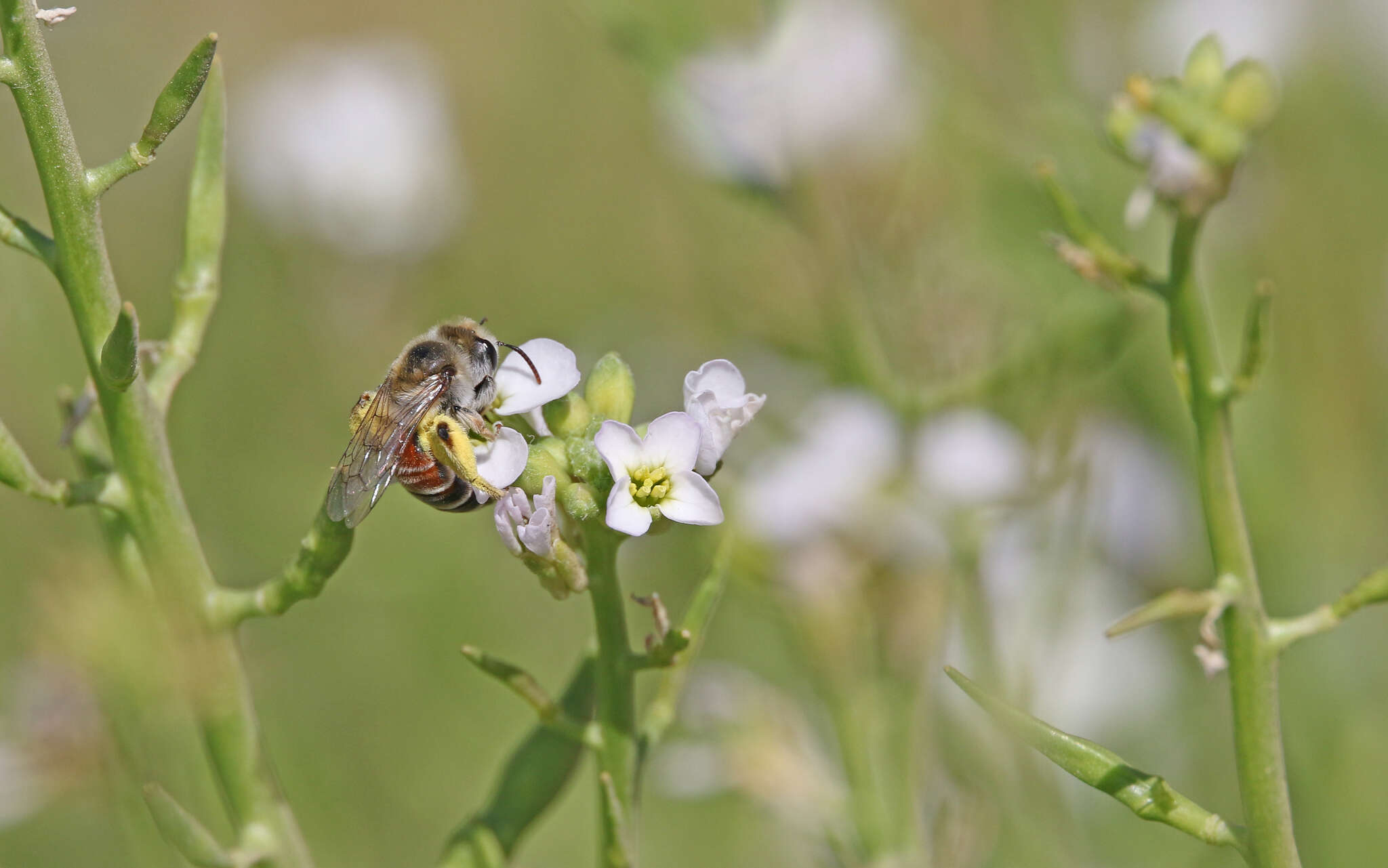 Image of Andrena savignyi Spinola 1838