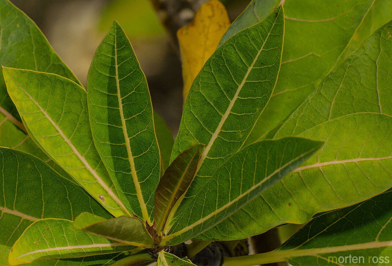 Image of Jatropha unicostata Balf. fil.