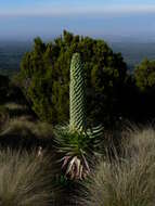 Image of Lobelia gregoriana subsp. gregoriana