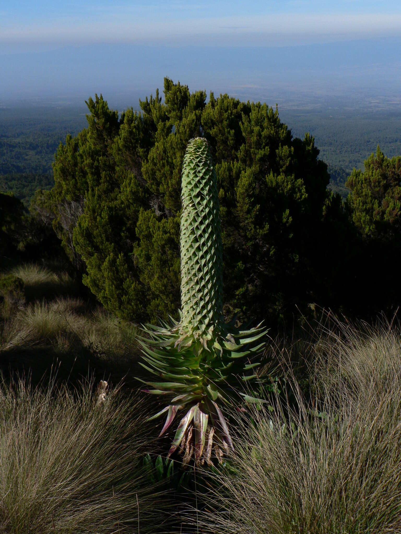 Image of Lobelia gregoriana subsp. gregoriana