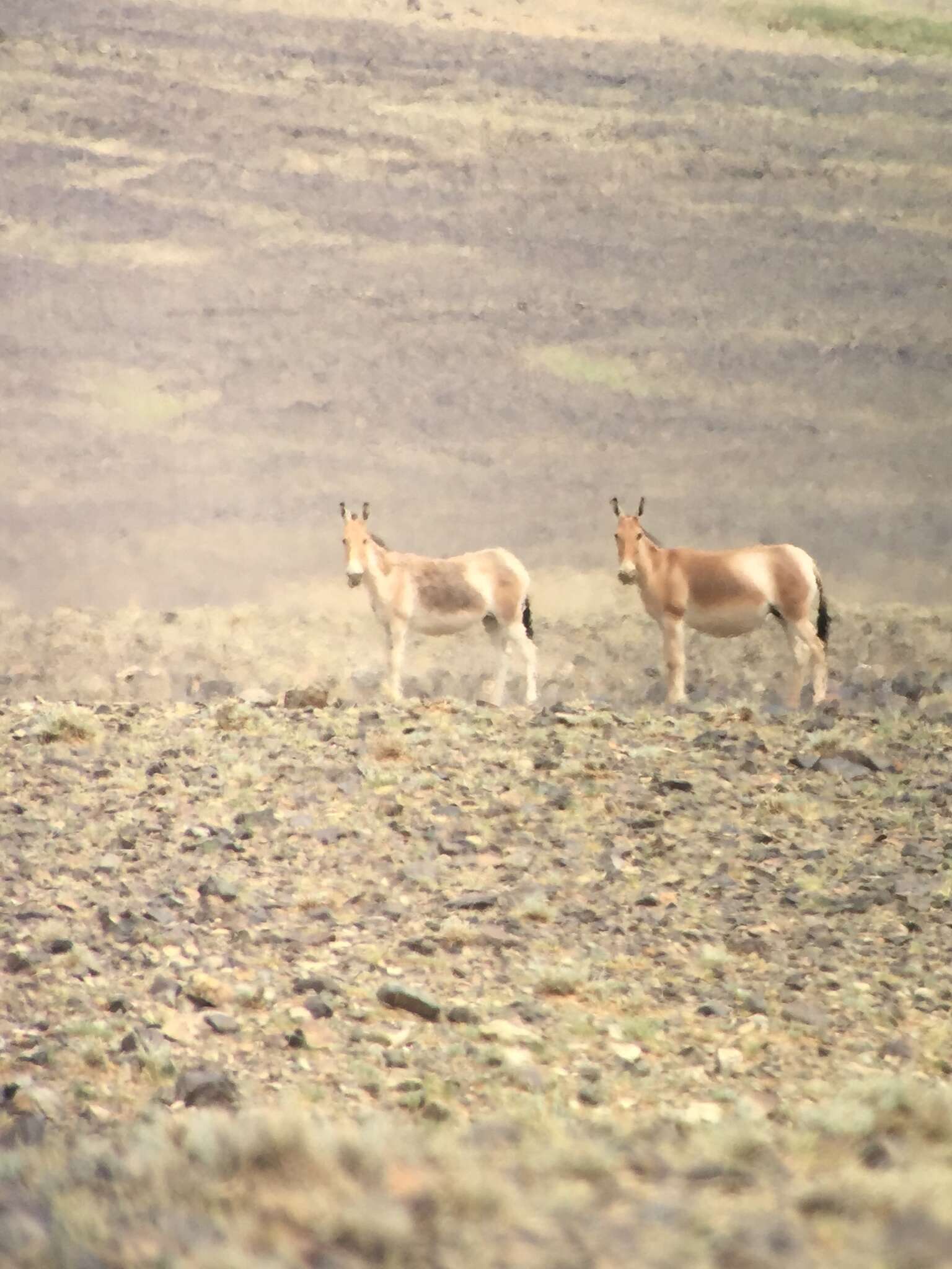 Image of Mongolian Kulan