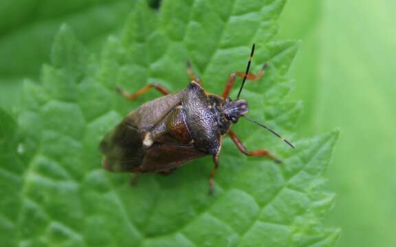 Image of <i>Pinthaeus sanguinipes</i>