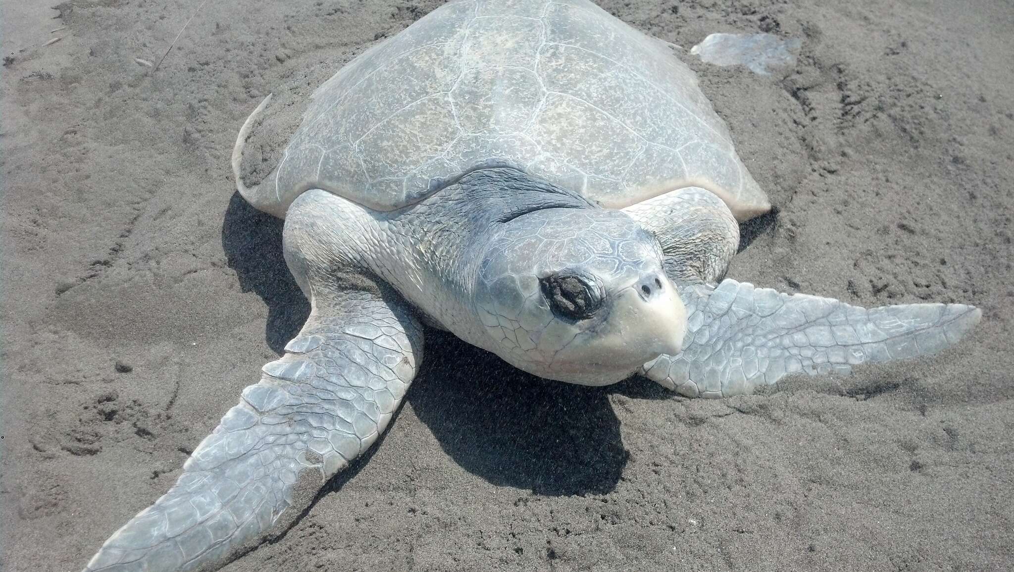 Image of Ridley sea turtles