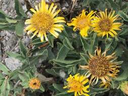 Imagem de Inula obtusifolia A. Kerner