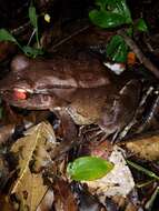 Image of Savage's Thin-toed Frog