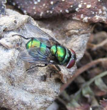 Image of Blow fly