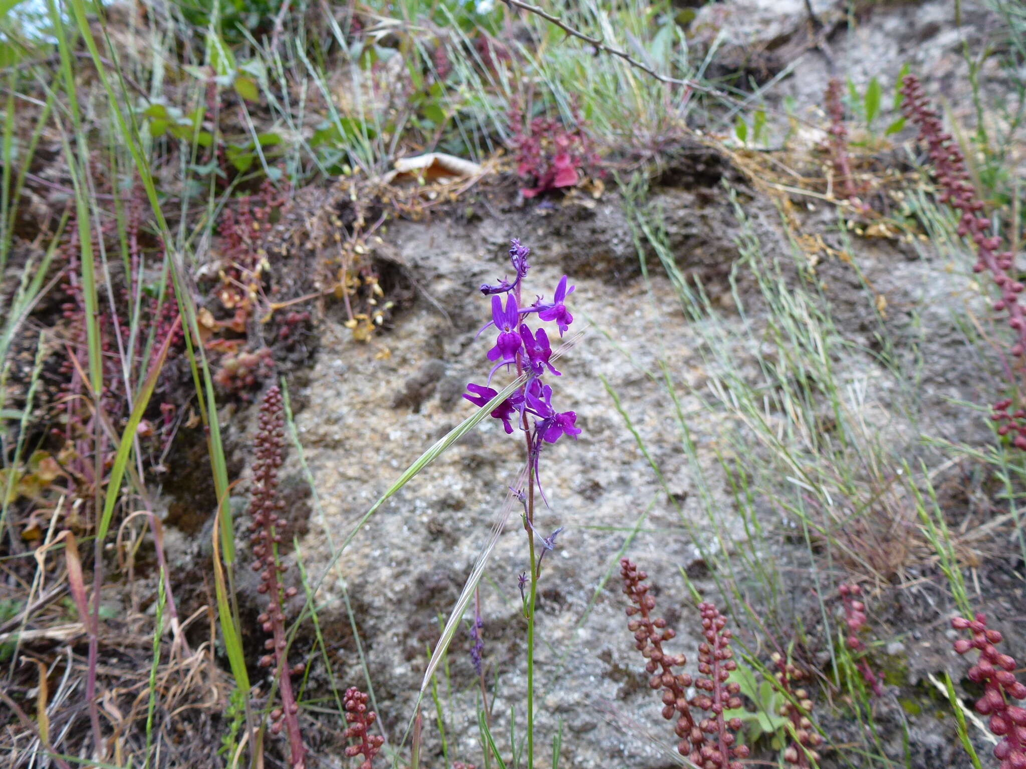 Sivun Linaria elegans Cav. kuva