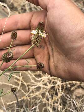 Image of white prairie clover