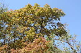 Image of lac tree