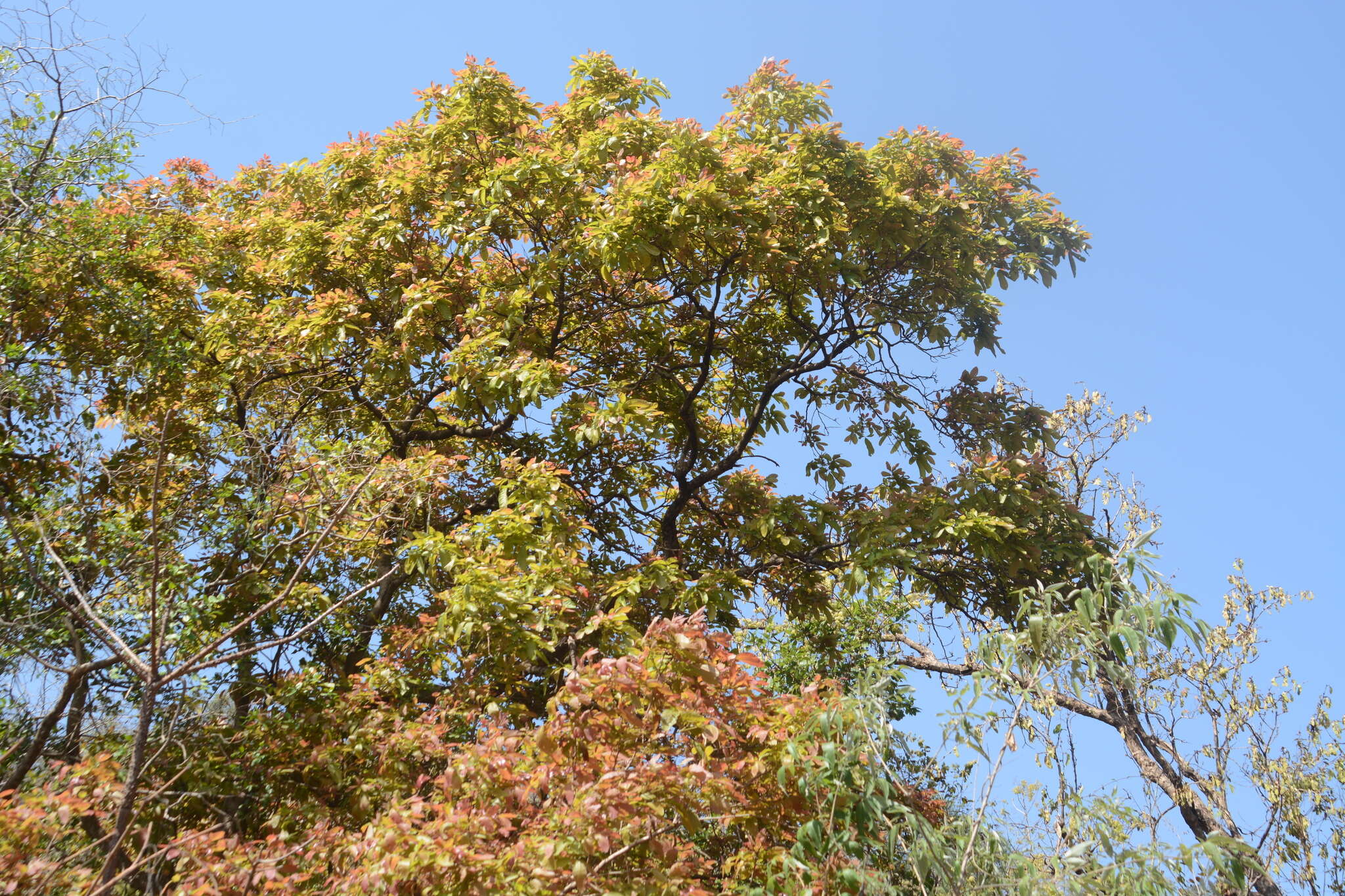 Image of lac tree