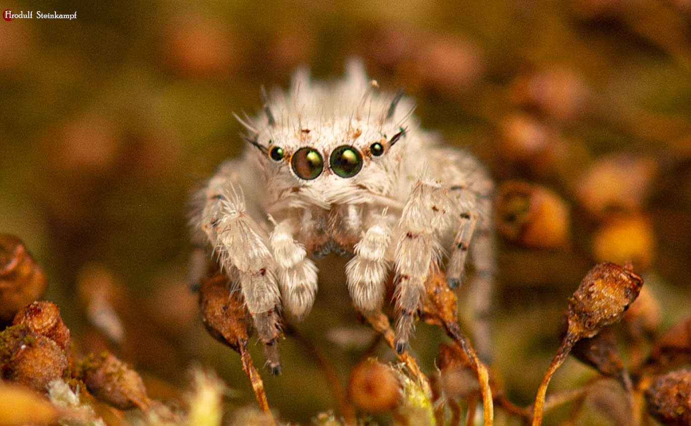 Image of Sheepy Jumping Spider