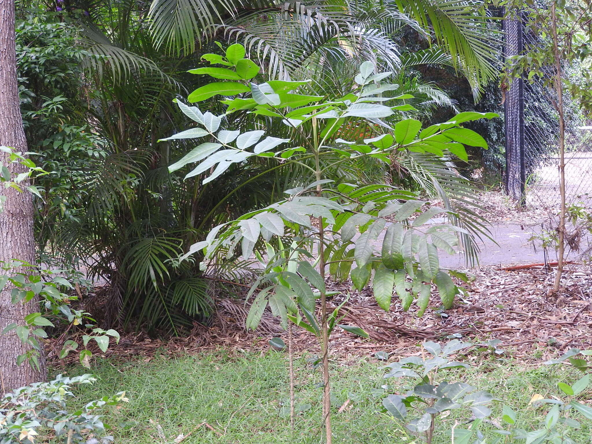 Image of Flindersia schottiana F. Müll.