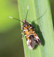 Image de Pancalia leuwenhoekella Linnaeus 1758