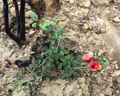 Image of Indigofera heterophylla Thunb.