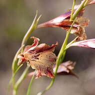 Plancia ëd Gladiolus maculatus Sweet