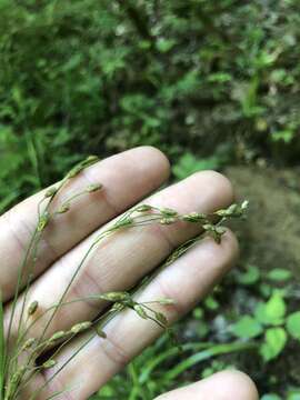 Imagem de Scirpus lineatus Michx.