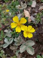 Image of Potentilla argyrophylla Wall.