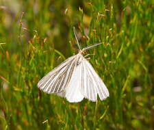 Image of Amelora oritropha Turner 1919