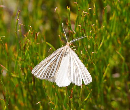 Plancia ëd Amelora oritropha Turner 1919