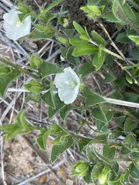 Image of Seddera capensis (E. Mey. ex Choisy) Schinz