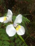 Image of Diplarrena moraea Labill.