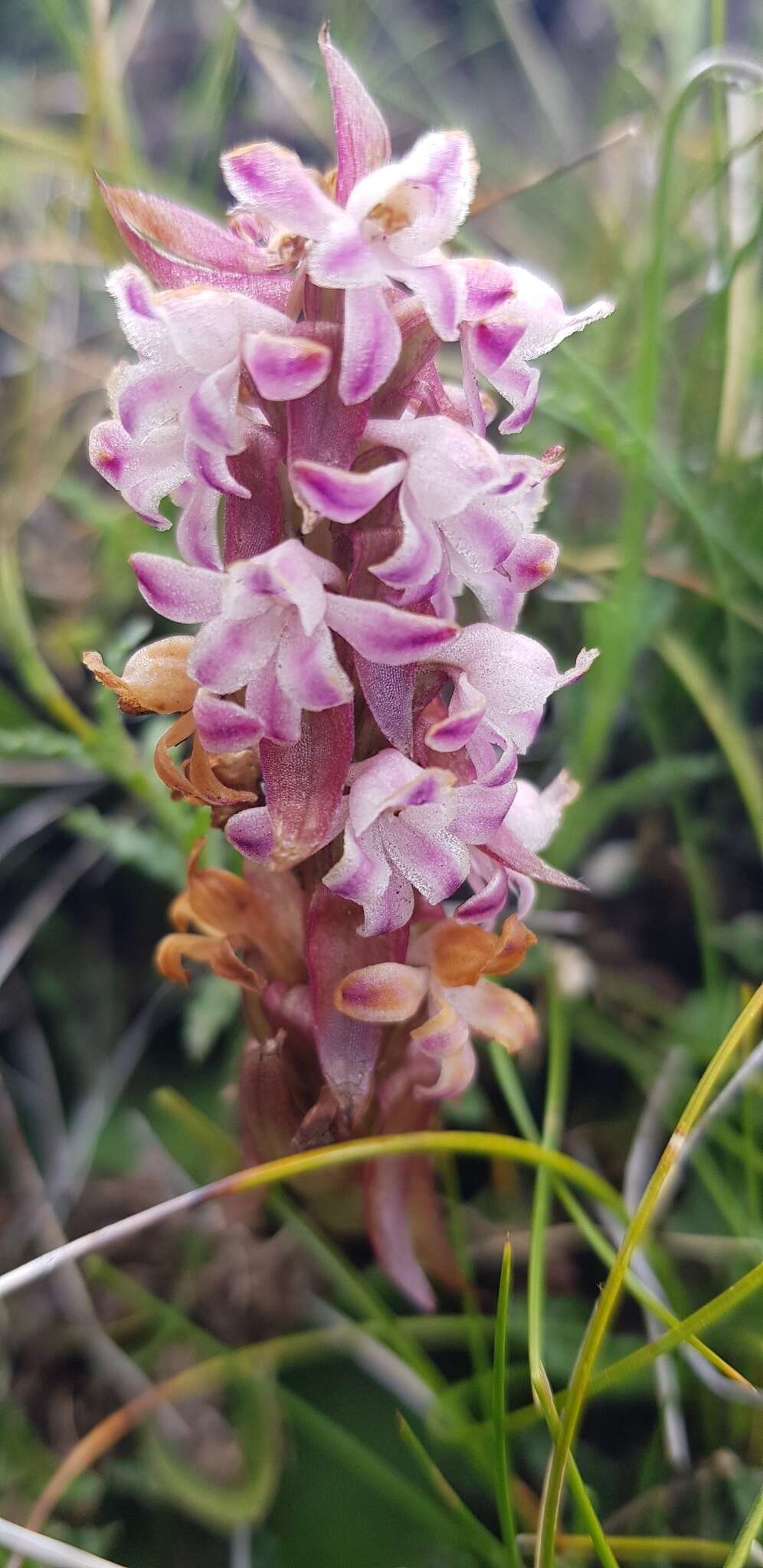 Image de Satyrium neglectum Schltr.