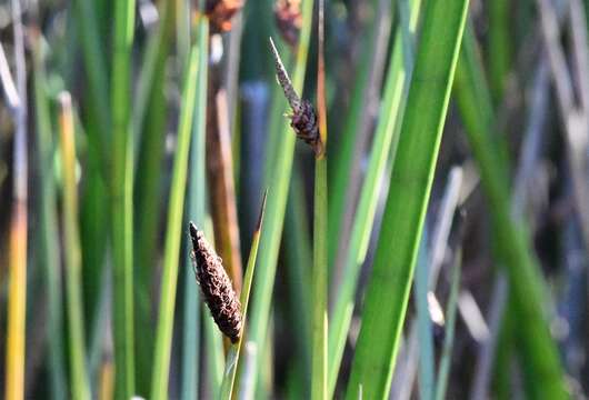 Image of Lepironia articulata (Retz.) Domin