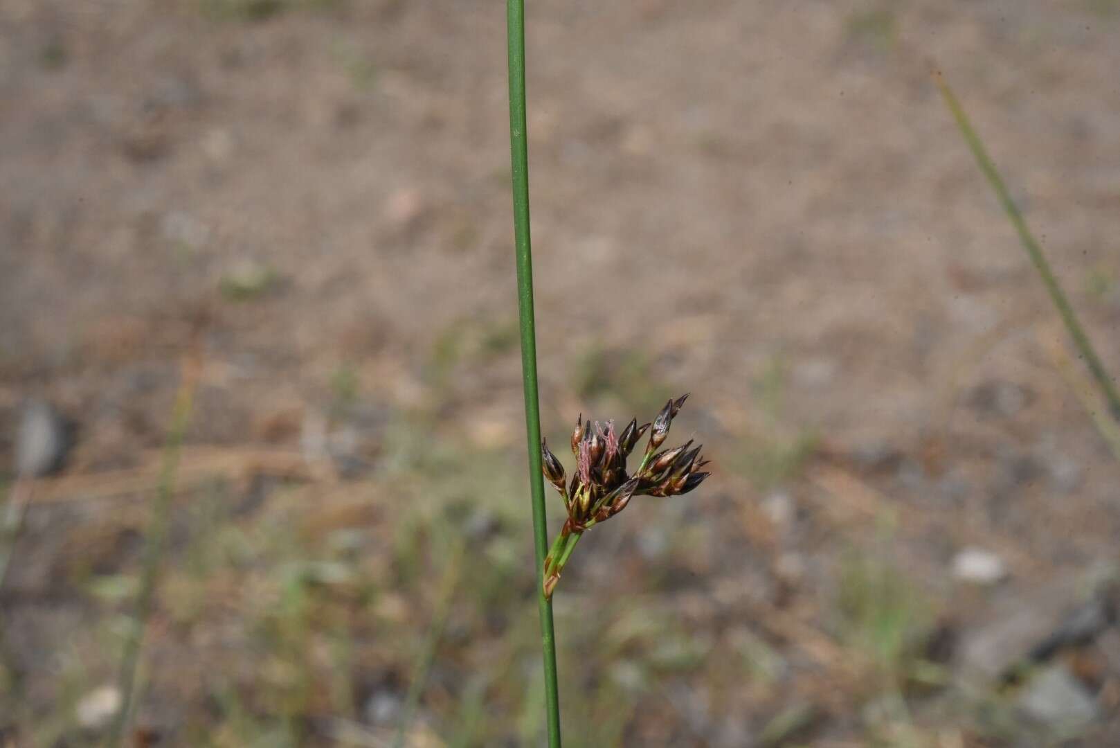 Image of Juncus balticus subsp. ater (Rydb.) Snogerup