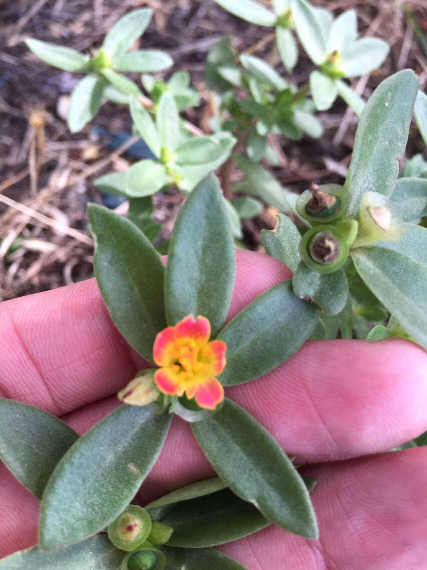 Portulaca umbraticola Kunth resmi